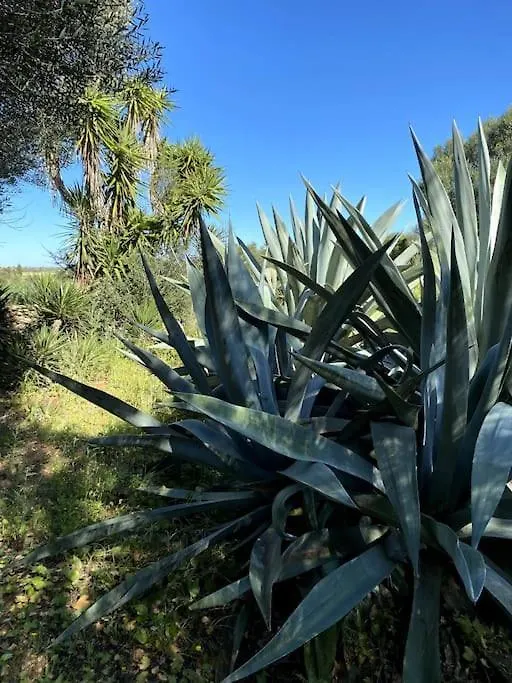 Σπίτι διακοπών Finca Casa Farah Ses Salines